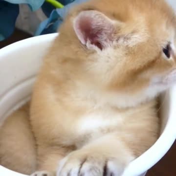 Kitten Falls Asleep in a Flower Pot