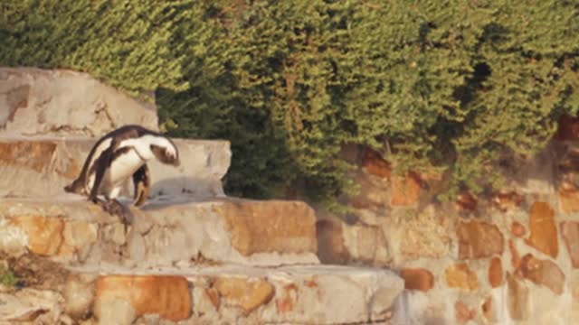 Two penguins hopping down the stairs