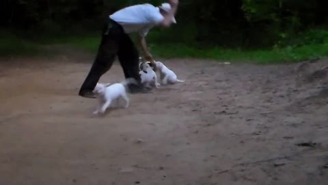 American Bulldog Puppies - Good Natured With People