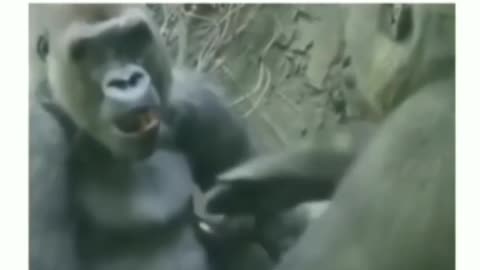 FUNNY VIDEO KONG 🤣