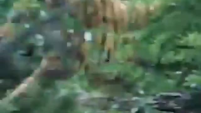Tiger hunting