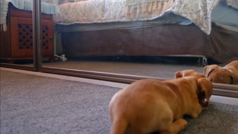 Funny puppy fighting mirror