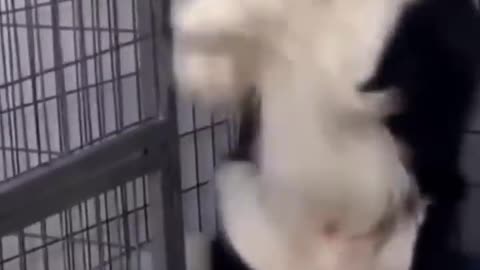 Funny Animal must watch