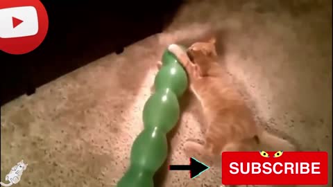 kitten cat