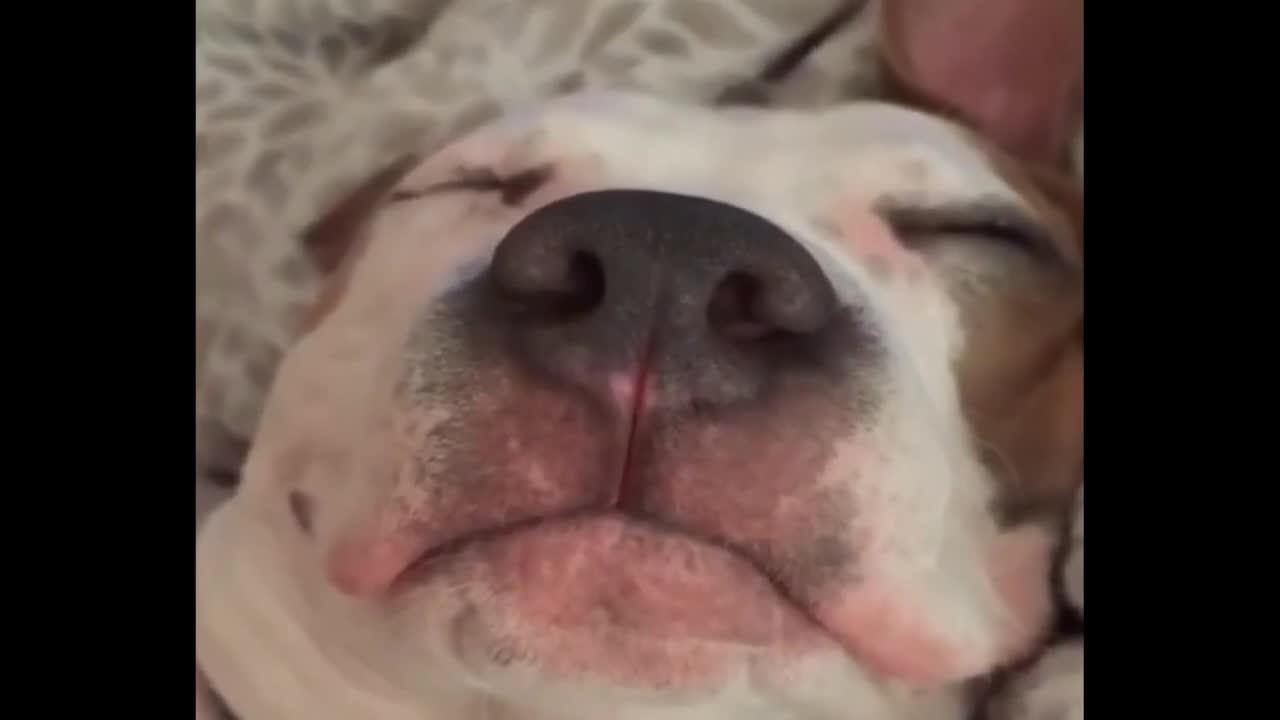 FUNNY CATS AND DOGS 2022