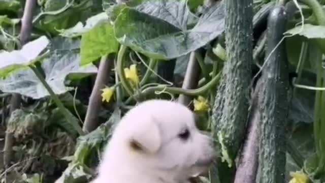 Dog farm steals cucumbers