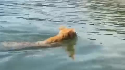 The kitten is swimming