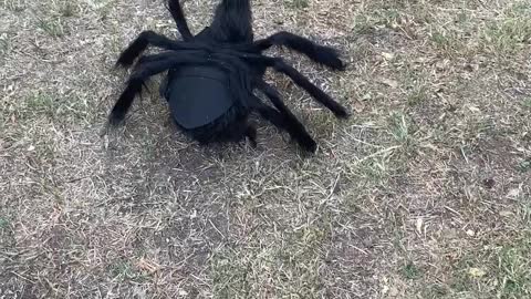 Spider Chicken Has Feathered Friends Concerned