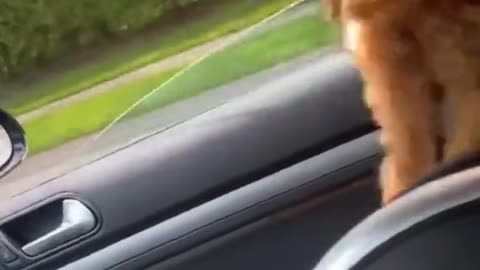 Funny dancing dog in a car