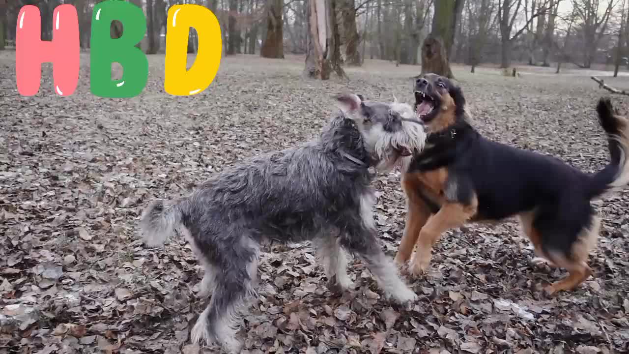 Baby Dogs - Cute and Funny Dog Videos Compilation | Aww Animals