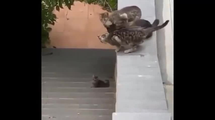 CAT HELPS HER BABY