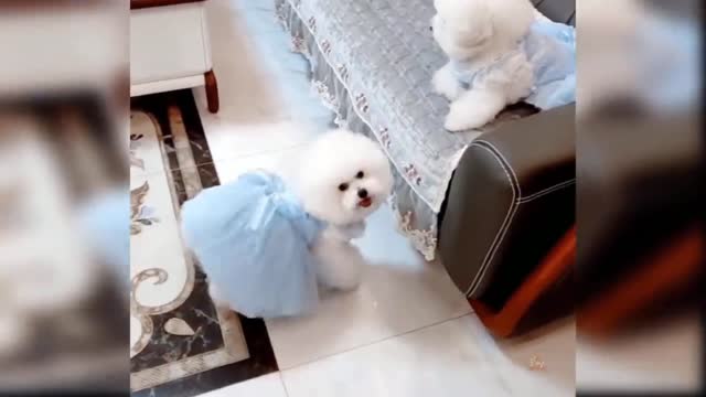 The cute puppy wearing a clothes and dancing