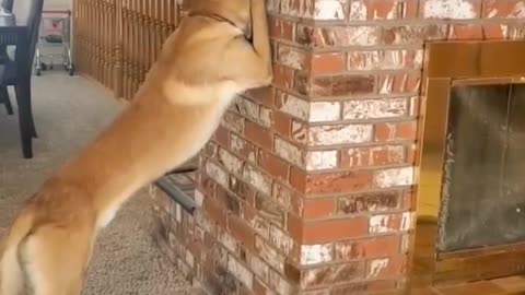 Dog plays hide and seek