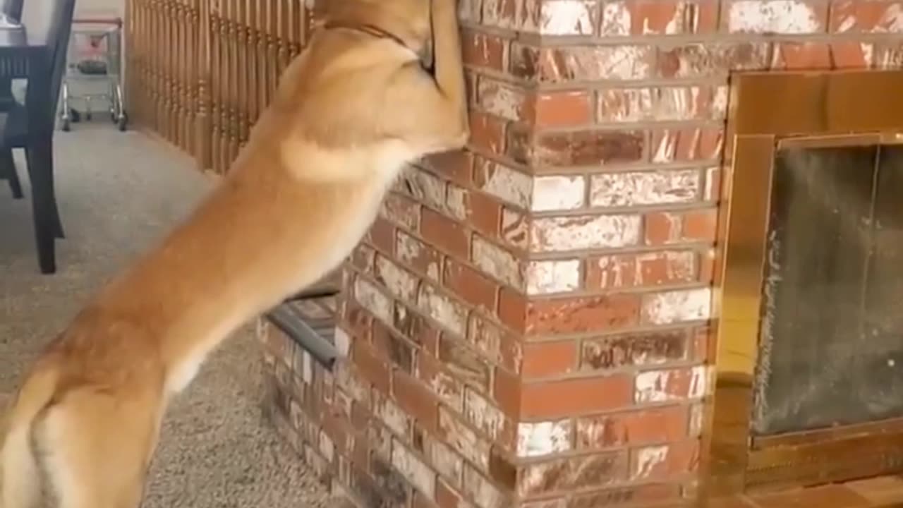 Dog plays hide and seek