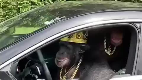 Gangster 😂