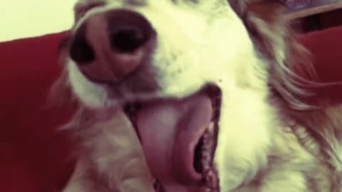 Rapper Dog 😂😂