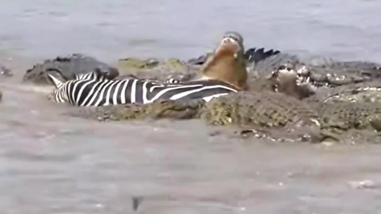 BRUTAL! CROCODILO ARRANCA A FACE DE ZEBRA. OS ATAQUES MAIS BRUTAIS DOS CROCODILOS.