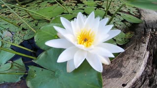 Water Lilly