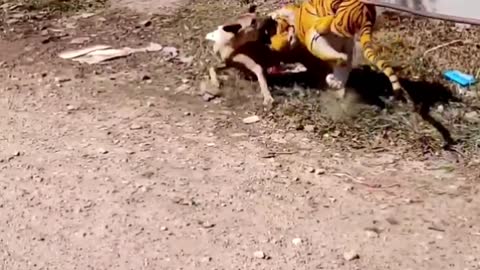 Dog Funny & fake Lion and Fake Tiger Prank To dog