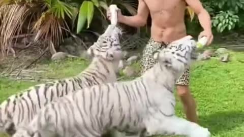 A wildlife park was established to live with tigers