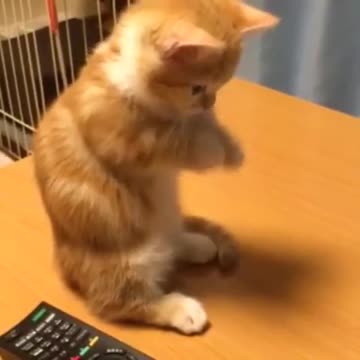 Gatito intenta jugar a la tableta, falla adorablemente
