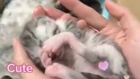 Baby Cats Cute animal