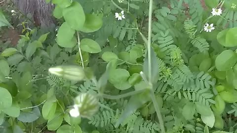 White Campion