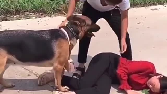 Dogs humanity