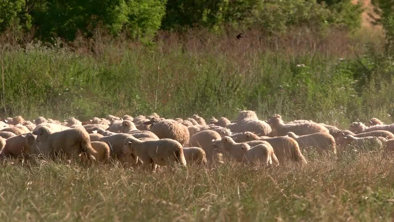 Flock of sheep. Domestic animals on the field. Pasture land in summertime. Back to the farm