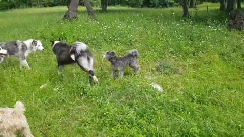 balade avec les chiens