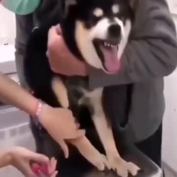 🤣Funniest Dog Reactions