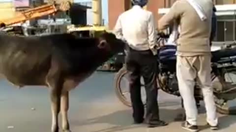 Wow this cow is amazing