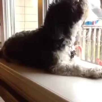 Seriously Singing dog and piano. .. he's real into it! MUST WATCH ❤ MELTER!