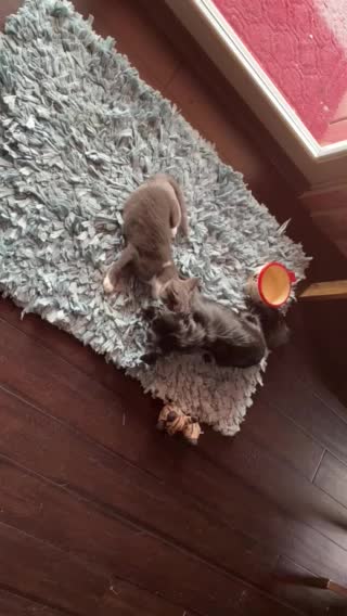 Phoebe and Milo wrestling