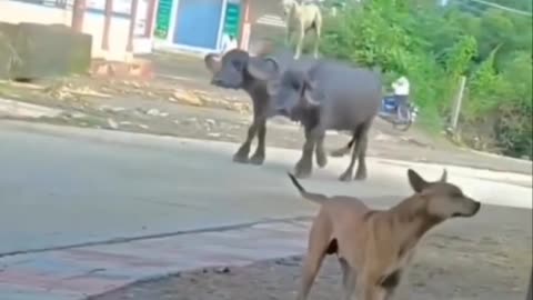 Mi perro después de haber ganado una pelea