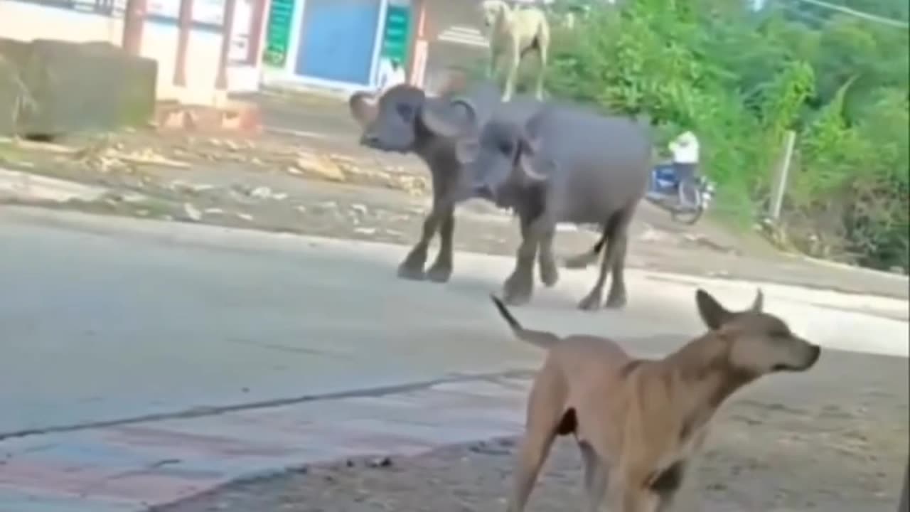 Mi perro después de haber ganado una pelea