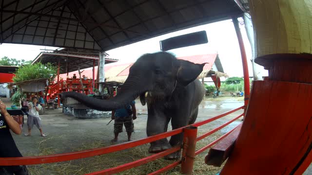 Funny dancing elephant in Thailand