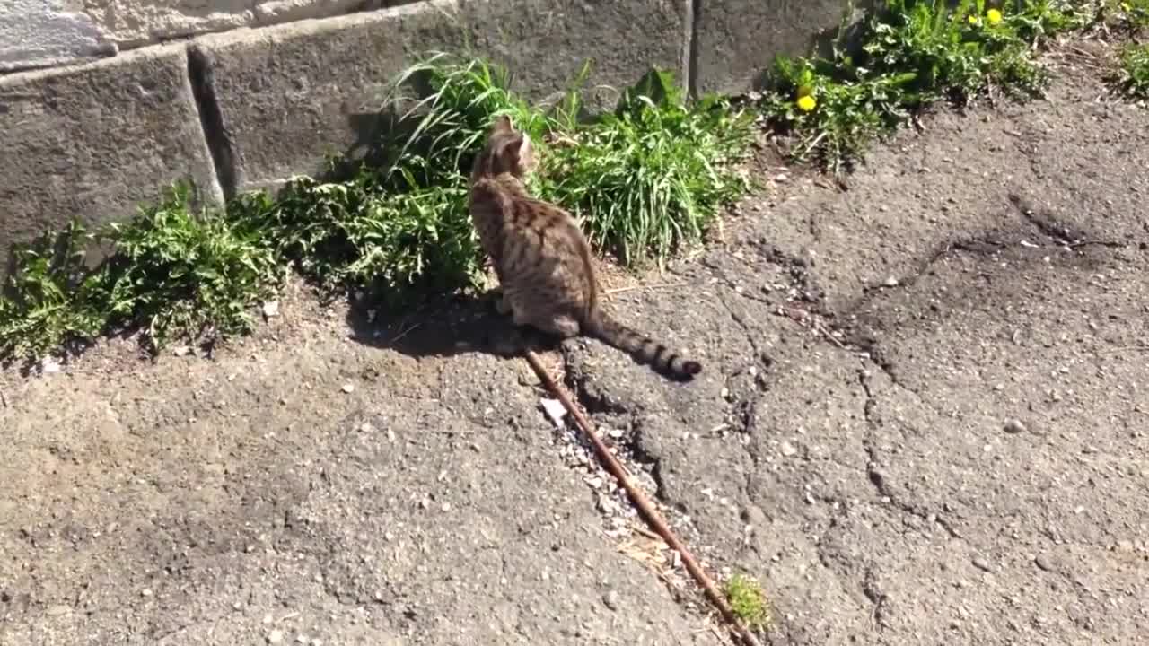 Epic fight Cat vs Rat