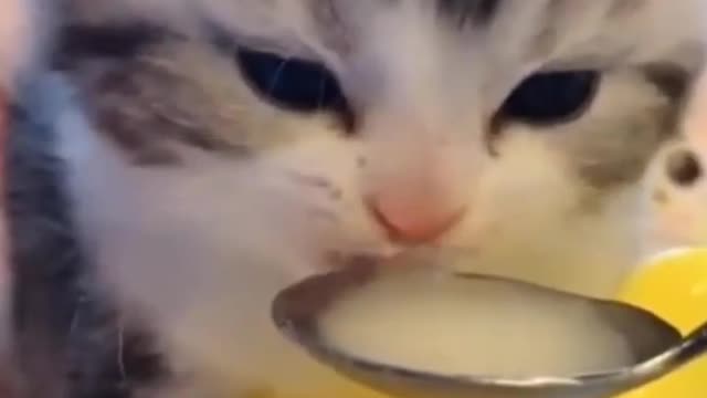 Cat drinking milk | Cute cat video