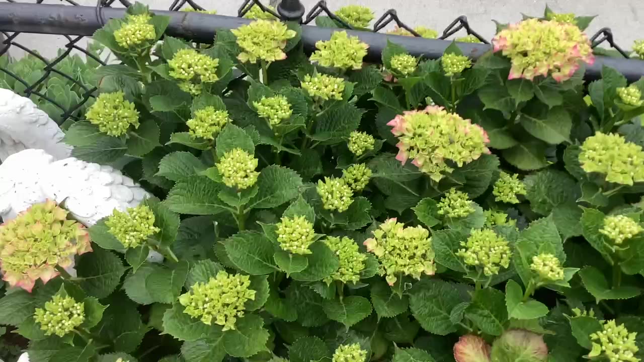 Hydrangea