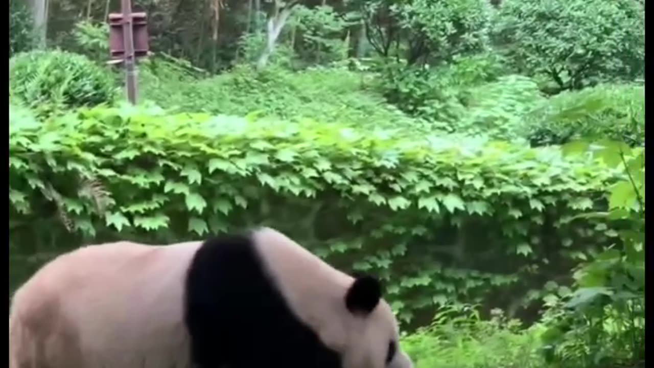 Panda Bear with Beautiful Lady