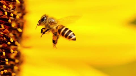 Bees