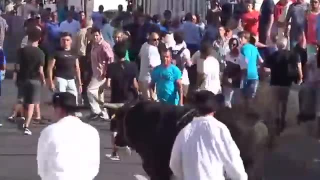 do not annoy the bull , run and the bull comes