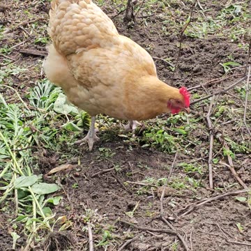 OMC! Chicken Life - Peck Grass Eat Grass - Be Happy! 😁💖😂#chickens #orpington #shorts #pecking #hen