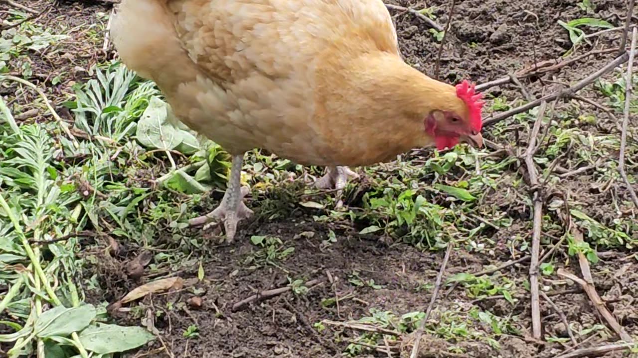 OMC! Chicken Life - Peck Grass Eat Grass - Be Happy! 😁💖😂#chickens #orpington #shorts #pecking #hen