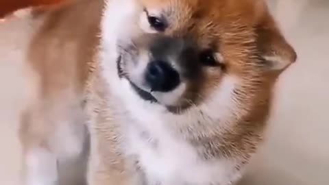 funny dog training video|| part 61 #shorts #dogs