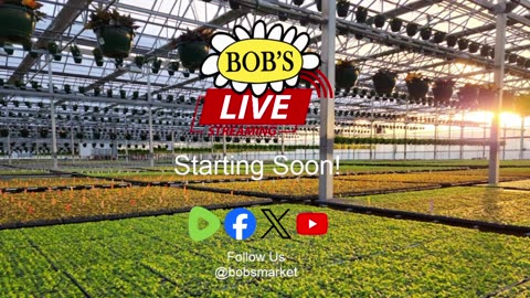 Bob's LIVE