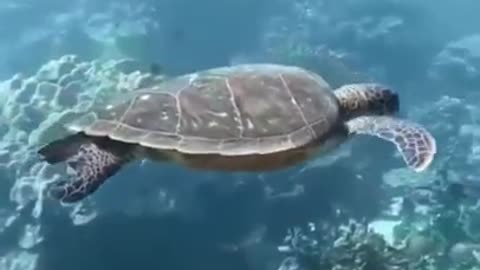 Turtle Swimming in The Deep Sea #shorts #viral #shortsvideo #video