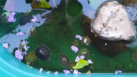 Baby Turtles Eating