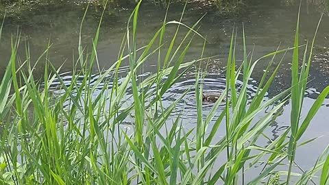 mallard ducks in Sung-book small river Seoul Korea 성북천 청둥오리들